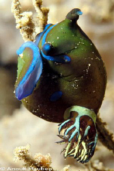 Tambja kushimotoensis. Picture taken at the Pier in Dauin... by Anouk Houben 